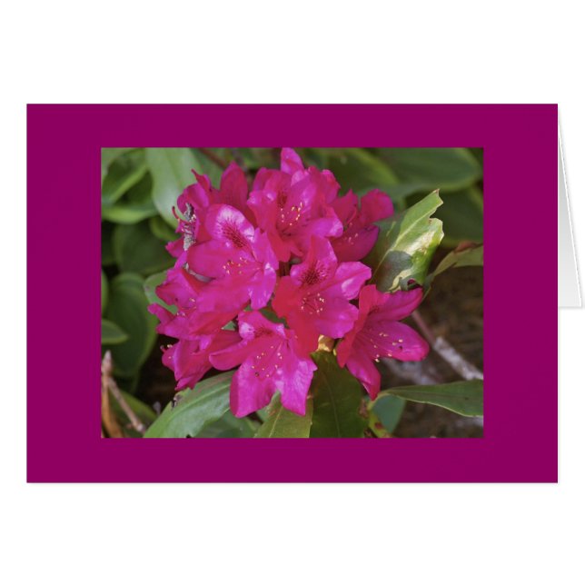 Rhododendron, fuscia (Front Horizontal)