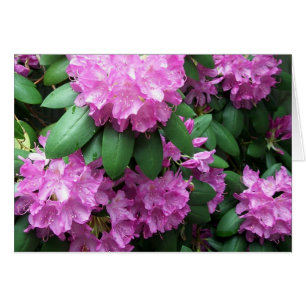 Rhododendron Garden