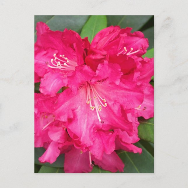 Rhododendron In Pink Postcard (Front)