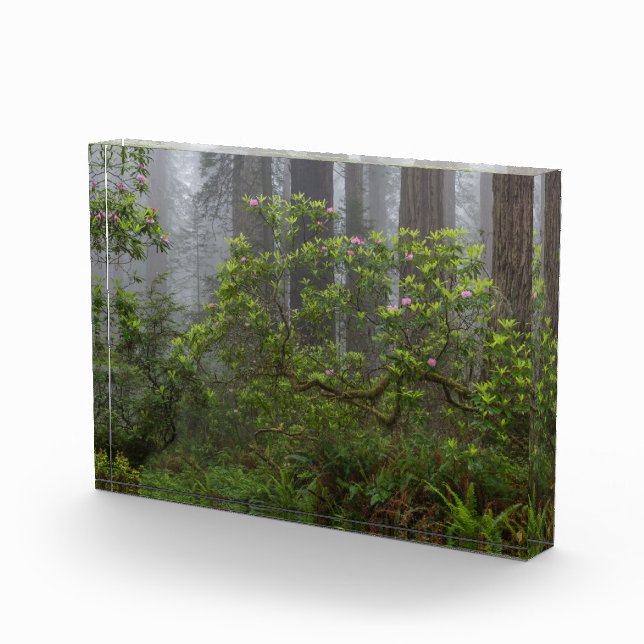 Rhododendron in Redwood National Park California Photo Block (Right)