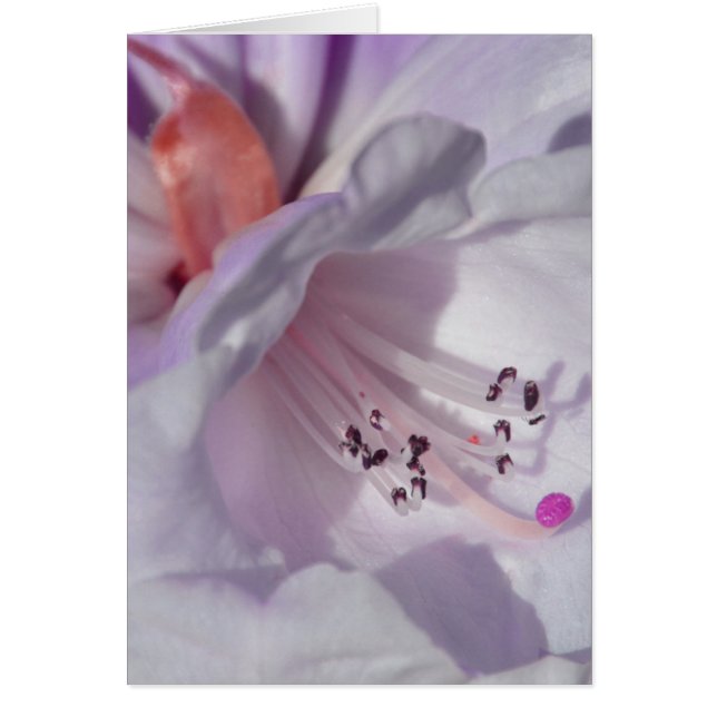 Rhododendron in white and magenta (Front)