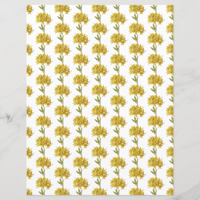 Rhododendron luteum (Pontic Azalea) (Front)