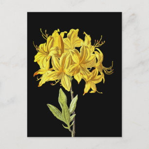 Rhododendron luteum (Pontic Azalea) Postcard