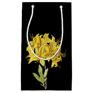 Rhododendron luteum (Pontic Azalea) Small Gift Bag