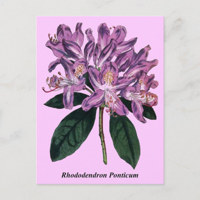 Rhododendron Ponticum Postcard (Front)