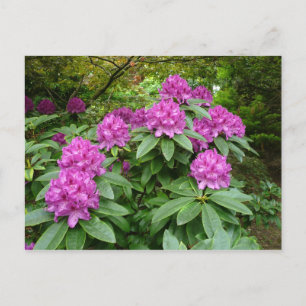 Rhododendron Ponticum Postcard