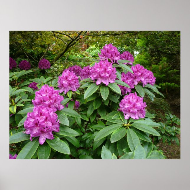 Rhododendron Ponticum Poster (Front)