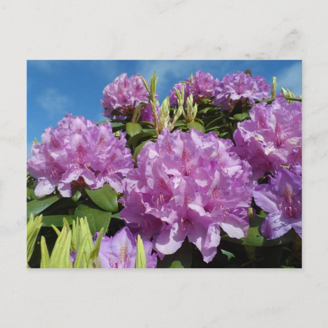 Rhododendron Postcard (Front)