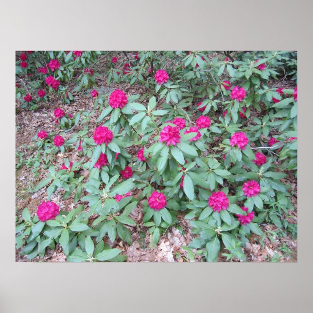 Rhododendron Poster (Front)