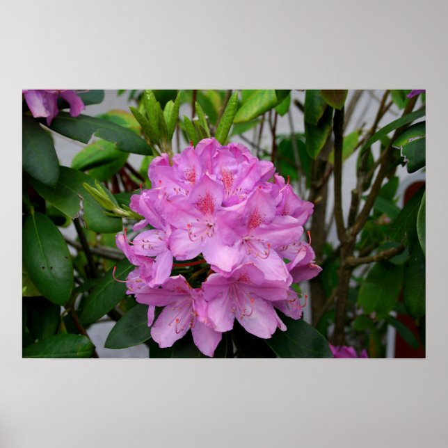 Rhododendron Poster (Front)
