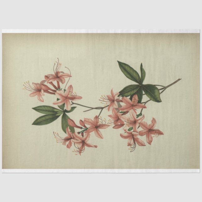 Rhododendron Study Decoupage Paper (Front)