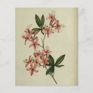 Rhododendron Study Scrapbook Paper