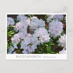 Rhododendron "Wedding Bouquet" Postcard