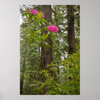 Rhododendrons Blooming With Coast Redwood Trees