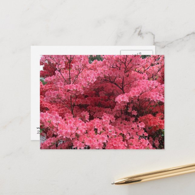 Rhododendrons of Halifax Nova Scotia Postcard (Front/Back In Situ)