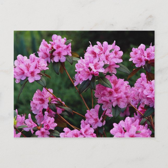 Rhododendrons, Quebec, Canada Postcard (Front)
