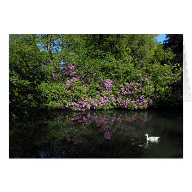 Rhododendrons, Roath Park Lake, Cardiff (Front Horizontal)