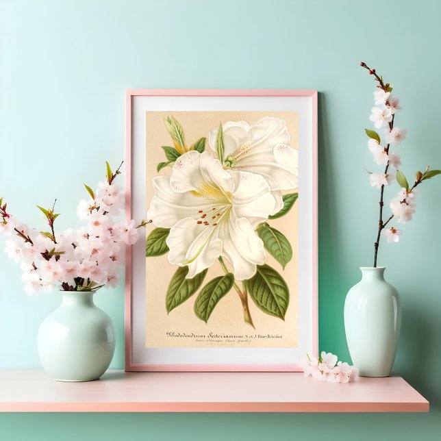 Rhododendrum Sesterianum Floral Art Poster (Creator Uploaded)