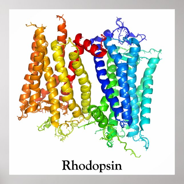 Rhodopsin Poster (Front)