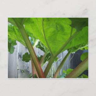 Rhubarb card