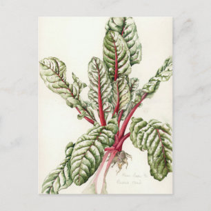 Rhubarb Chard 1992 Postcard