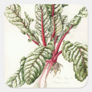 Rhubarb Chard 1992 Square Sticker