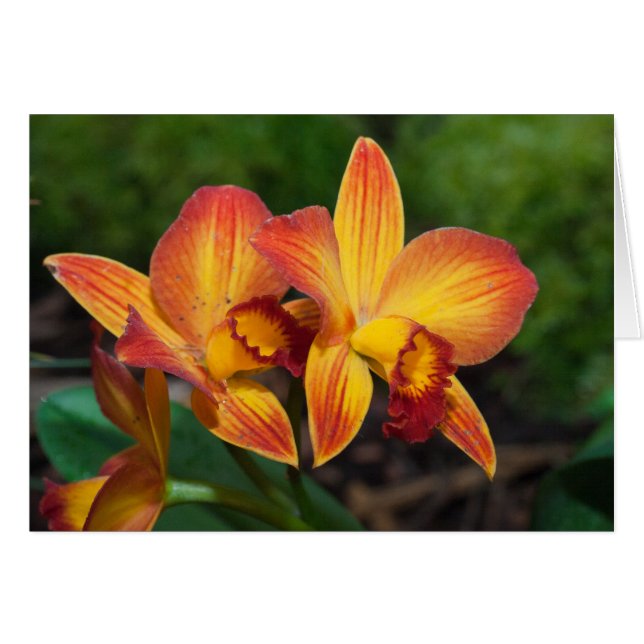 Rhyncattleanthe Love Tapestry (Front Horizontal)