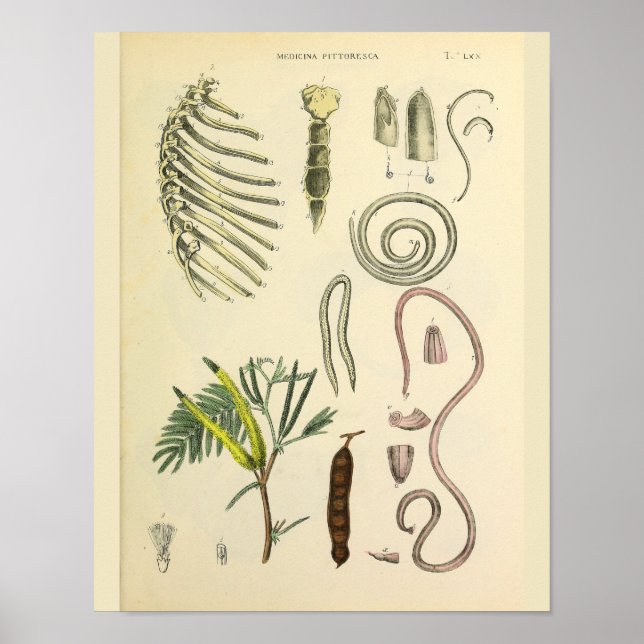 Rib Cage Sternum Anatomy Art Print (Front)