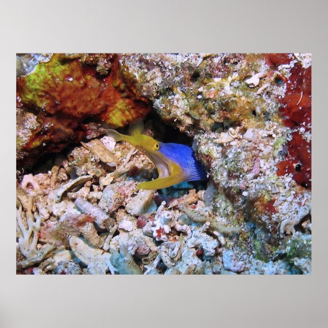 Ribbon Eel Poster (Front)