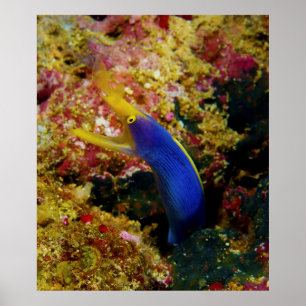 Ribbon Eel Rhinomuraena Quaesita Bernis Eel Poster