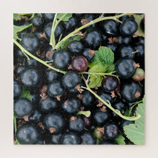 Ribes nigrum zwarte bessen oogst jigsaw puzzle (Vertical)
