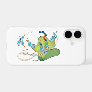 Ribosome mRNA tRNA molecules proteins Diagram