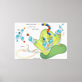 Ribosome mRNA tRNA molecules proteins Diagram Canvas Print