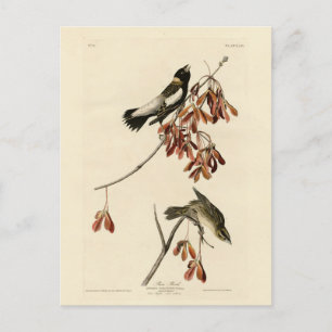 Rice Bird (Bobolink) - Audubon's Birds of America Postcard