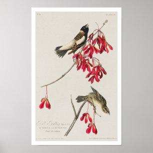 Rice Bird by Audubon Poster