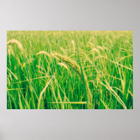 Rice field in rural and fresh,  vintage styleabstr