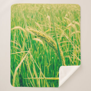 Rice field in rural and fresh, vintage styleabstr sherpa blanket