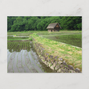 Rice Fields: Gifu, Japan Postcard