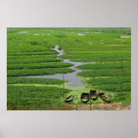 rice fields in cambodia