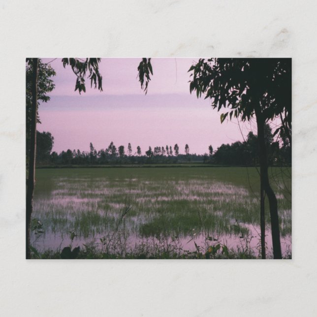 Rice Paddies Postcard (Front)