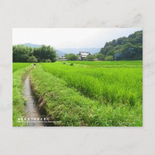 Rice paddy field landscape:Postcard Postcard