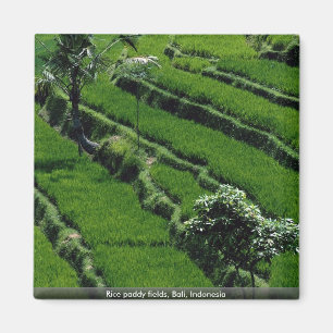 Rice paddy fields, Bali, Indonesia Magnet