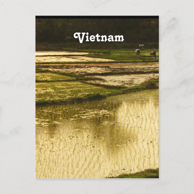 Rice Paddy Postcard (Front)