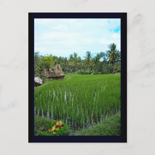 Rice Paddy, Ubud Bali, Indonesia Postcard (Front)