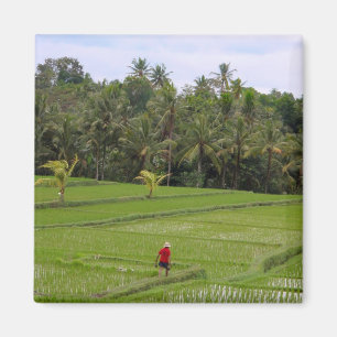 Rice Paddys Ubud Bali Magnet