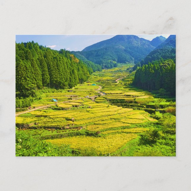 Rice Plantation in the Mountains of Asia Landscape Postcard (Front)