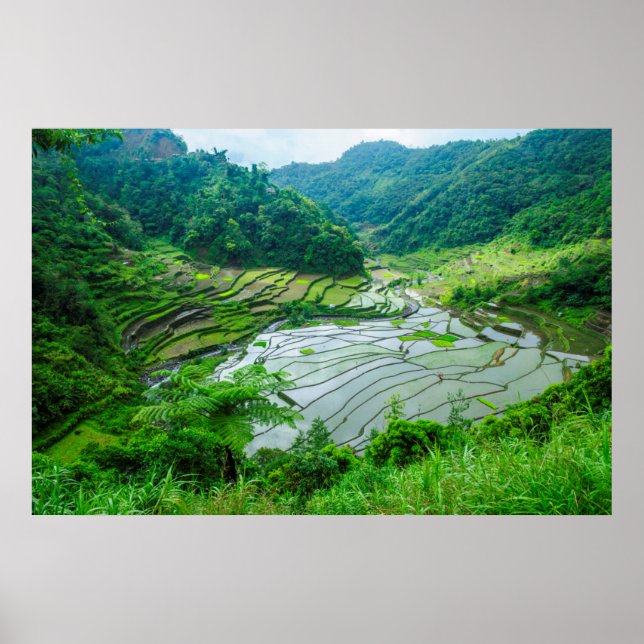 Rice terrace landscape, Philippines Poster (Front)