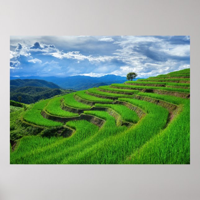 Rice terraces Chiang Mai, thailand Poster (Front)