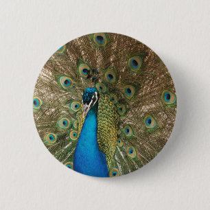 Rich Colour Photo of Peacock 6 Cm Round Badge