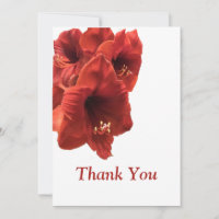 Rich Earthy Ruby Red Amaryllis Composite Photo